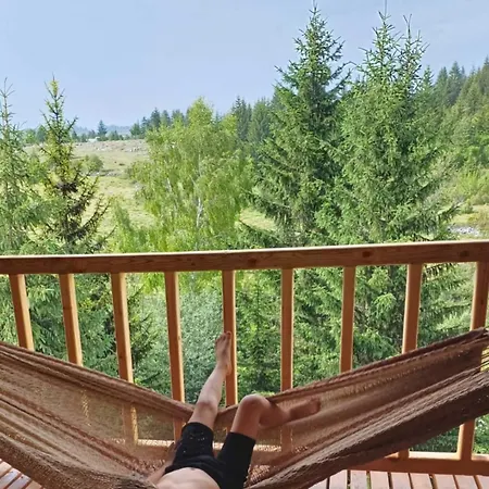 Beloglavi Sup Нова-Варош