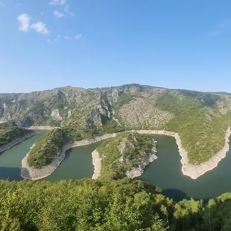 Beloglavi Sup Нова-Варош