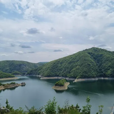 Beloglavi Sup Нова-Варош